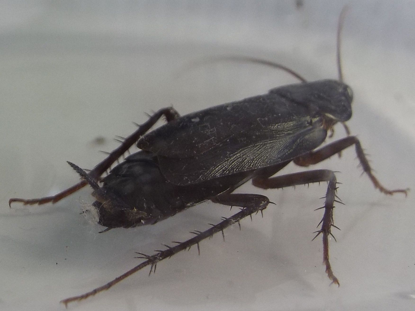 Blatta orientalis Linnaeus, 1758